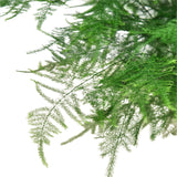 Fern 'Asparagus'