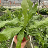 Fern 'Crocodile'