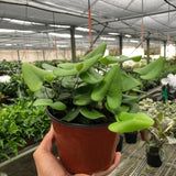 Fern 'Heart'
