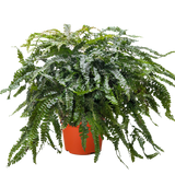 Fern Rosy Maidenhair
