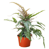 Fern 'Tricolor Pteris'