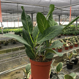 Ficus 'Audrey'