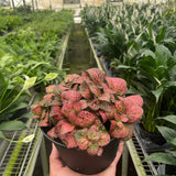 Fittonia 'Red'