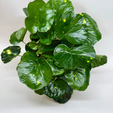 Farfugium Firefly