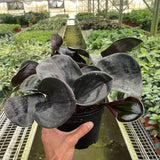Geogenanthus 'Ciliatus'