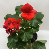 Geranium Red