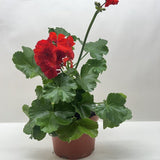 Geranium Red