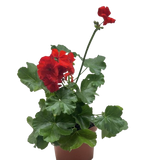 Geranium Red