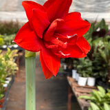 Hippeastrum Amaryllis Red