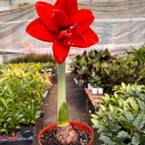Hippeastrum Amaryllis Red