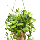 Hoya 'Burtoniae'