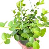 Hoya Cumingiana