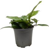 Hoya Fungii