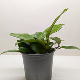 Hoya Fungii