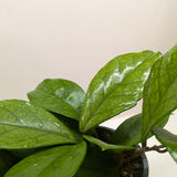 Hoya Fungii