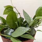 Hoya 'Krohniana Super Silver'