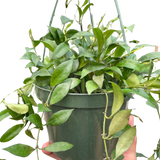 Hoya 'Lacunosa'