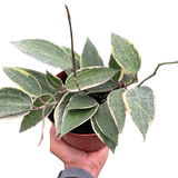Hoya Macrophylla Variegada