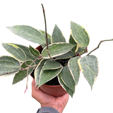Hoya Macrophylla Variegated