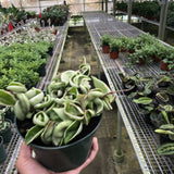 Hoya 'Rope Plant' Variegated