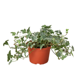 English Ivy 'Glacier' - 6" Pot - NURSERY POT ONLY