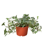 Hiedra inglesa 'Glacier' 