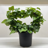 Ivy Green Topiary Heart