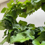 Ivy Green Topiary Heart