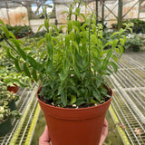 Curly Lipstick Plant