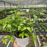 Malpighia Barbados Cherry