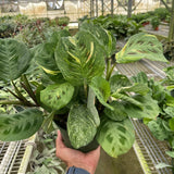Maranta Variegated 'Beauty Kim'
