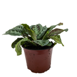 Maranta Black