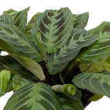 Maranta Black