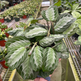 Maranta 'Silver Band'