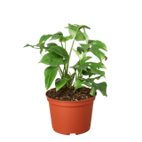 Philodendron Mini Monstera Minima - 6" Pot - NURSERY POT ONLY