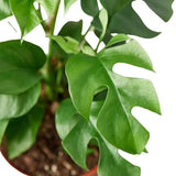Filodendro Mini Monstera Minima