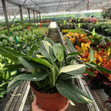 Monstera 'Standeleyana Albo Variegated'