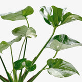Monstera 'Constelación tailandesa' 