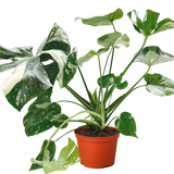 Monstera 'Constelación tailandesa' 