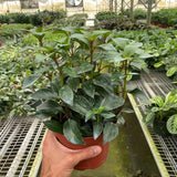 Nematanthus Black Goldfish Plant