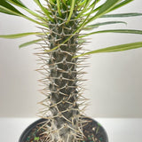Pachypodium 'lamerei' (Madagascar Palm)