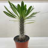Pachypodium 'lamerei' (Madagascar Palm)