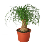 Palm Ponytail - 6" Pot - NURSERY POT ONLY