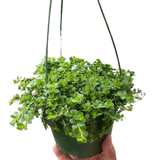 Peperomia Deppeana