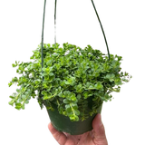 Peperomia Deppeana