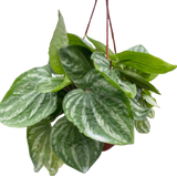Peperomia Ecuador