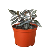 Peperomia 'Metallica' 