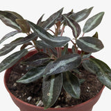 Peperomia 'Metallica' 