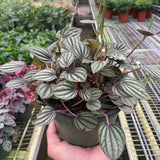 Peperomia 'Picollo Banda'