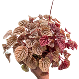 Peperomia 'Quito'